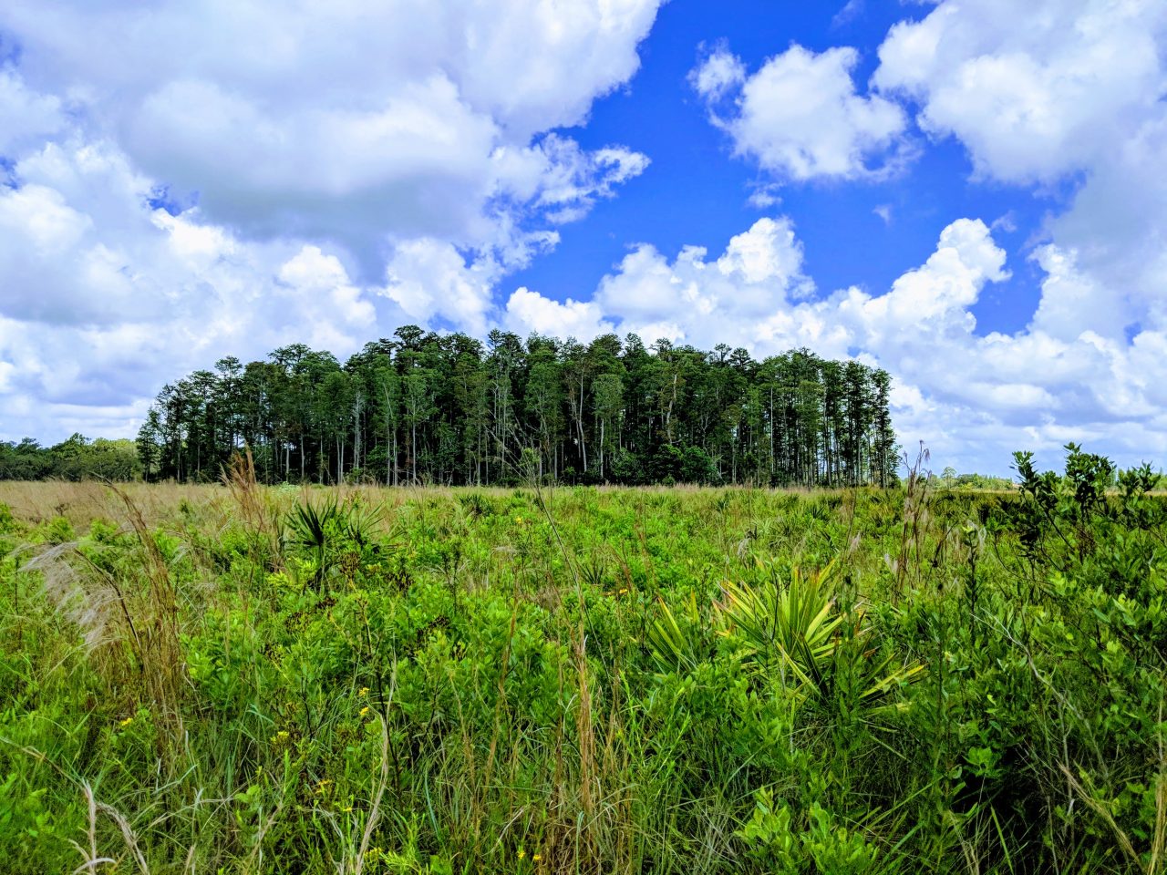 Florida cypress dome