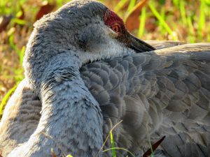 Sandhill crane