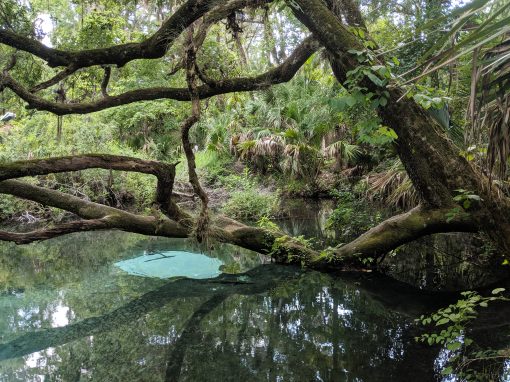 Florida spring
