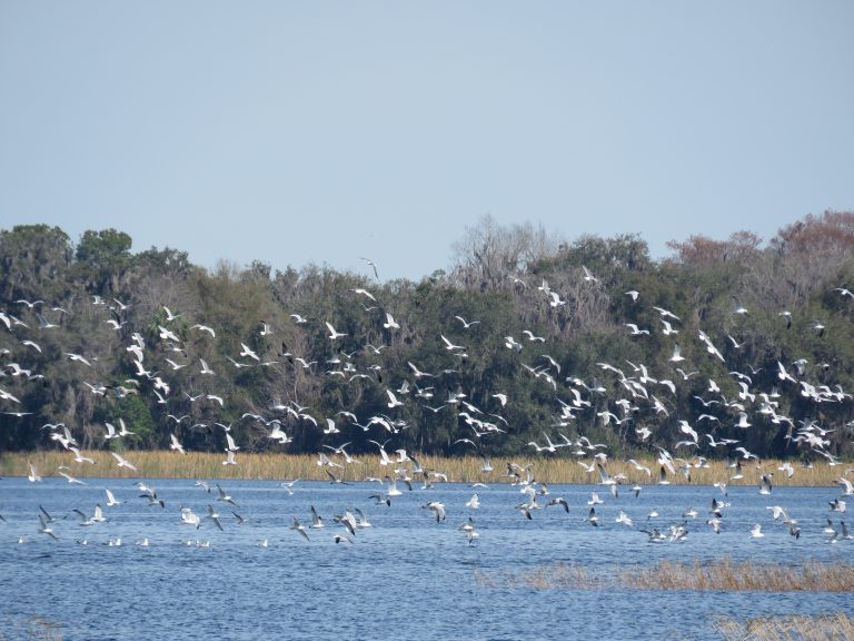 Florida lake with birds